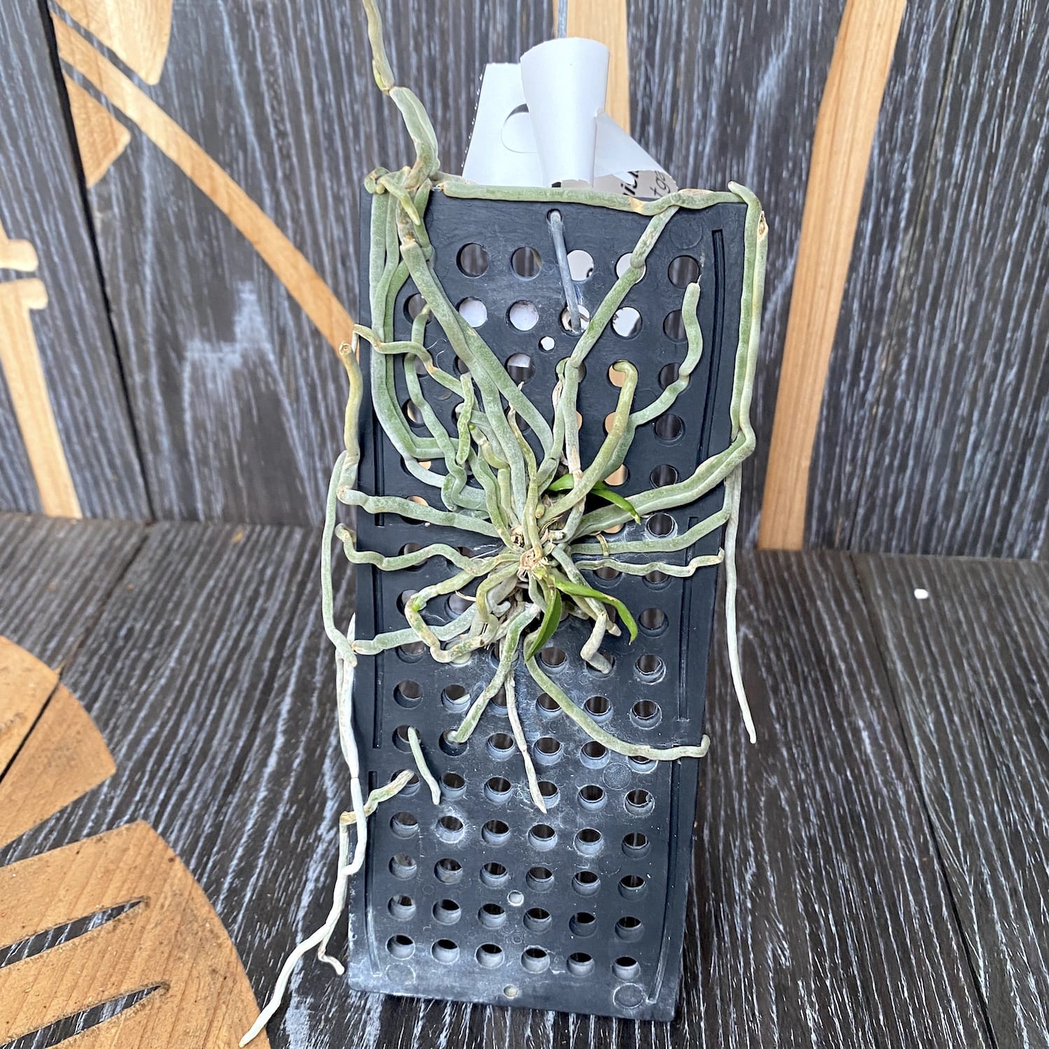 Chiloschista parishii