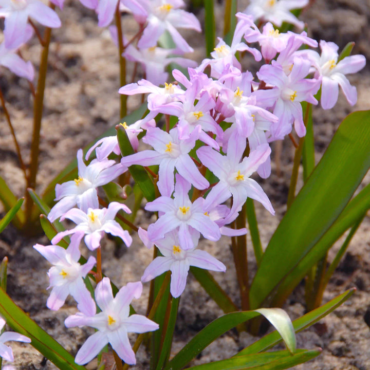 Chionodoxa forbesii 'Pink Giant'