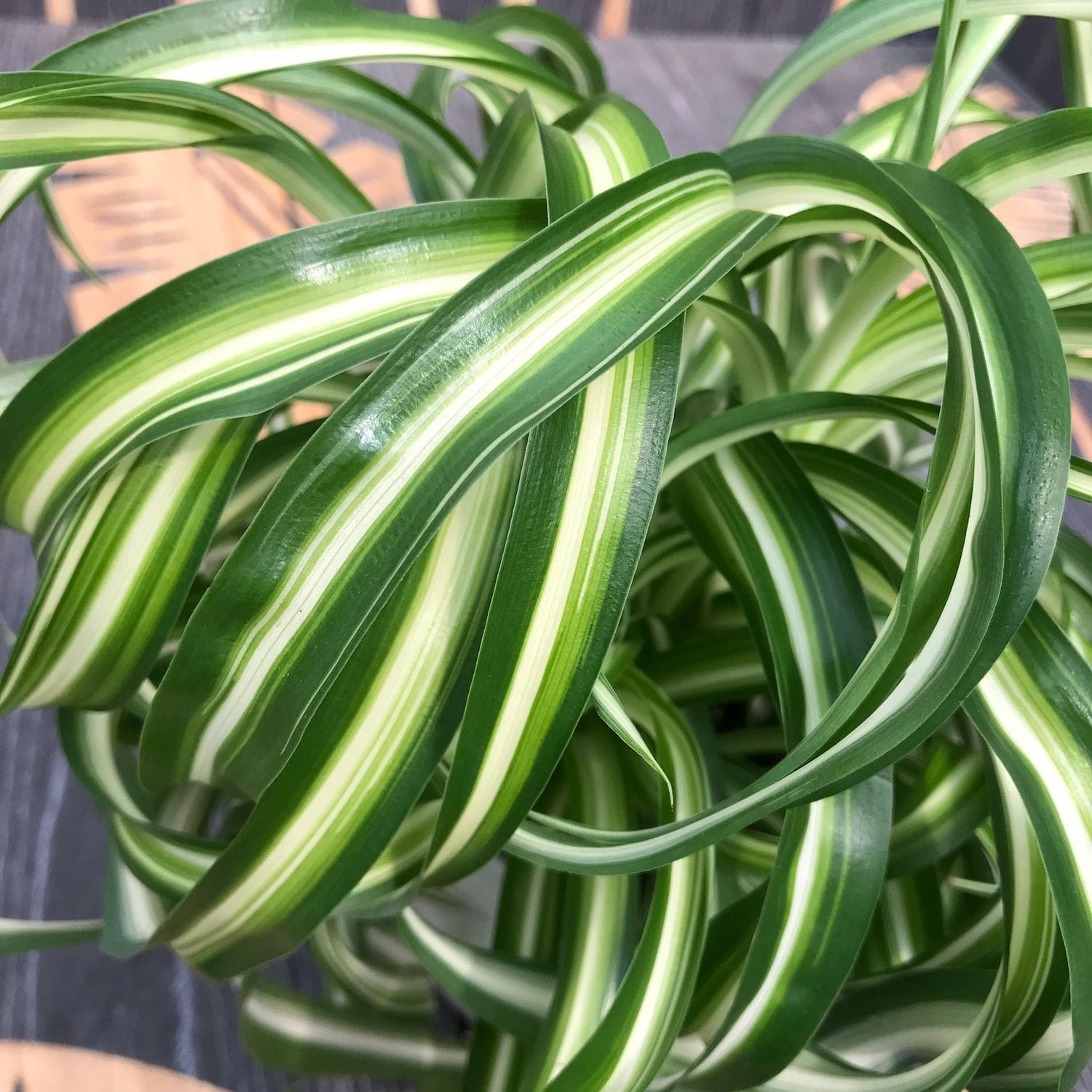 Chlorophytum comosum 'Bonnie' - Caribbean