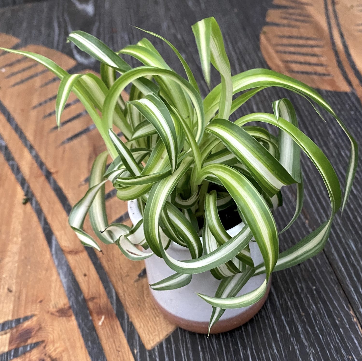 Chlorophytum comosum 'Bonnie' (curly spider plant) *babyplant