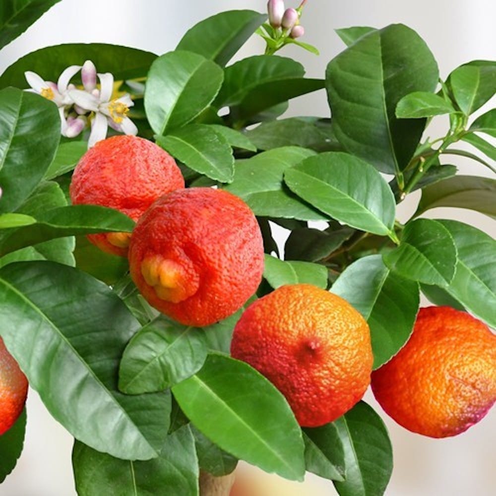 Citrus aurantifolia Red Lime