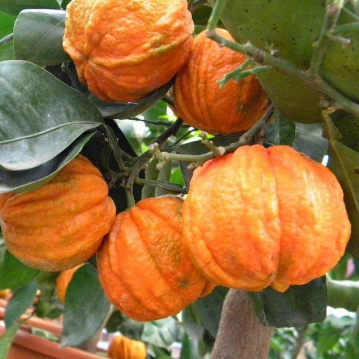 Citrus aurantium canaliculata (bitter orange, Citrus striata)