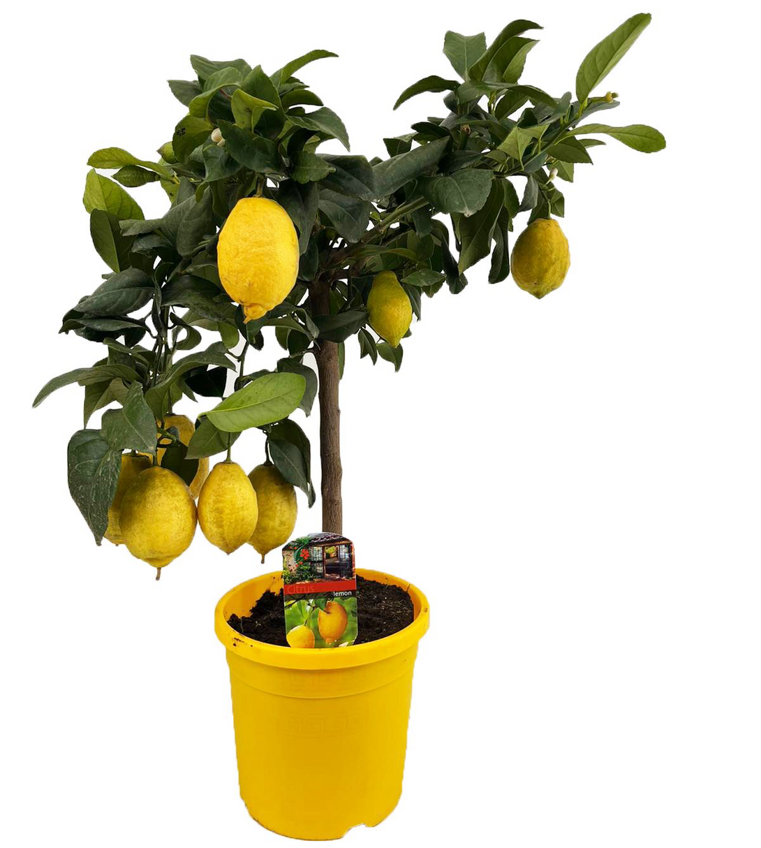 Lamai pe picior - Citrus lemon H90 cm