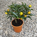 Citrus japonica - Kumquat Oksana Hindsii