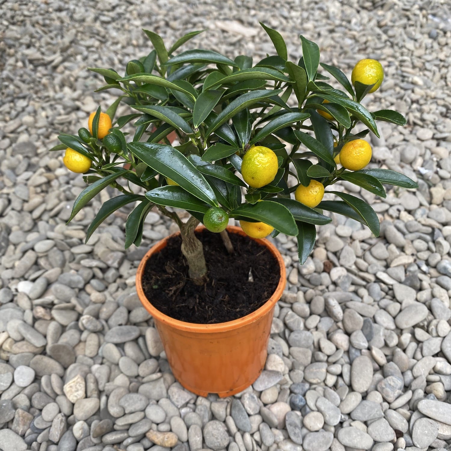 Citrus japonica - Kumquat Oksana Hindsii