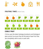 Citrus japonica - Kumquat Oksana Hindsii