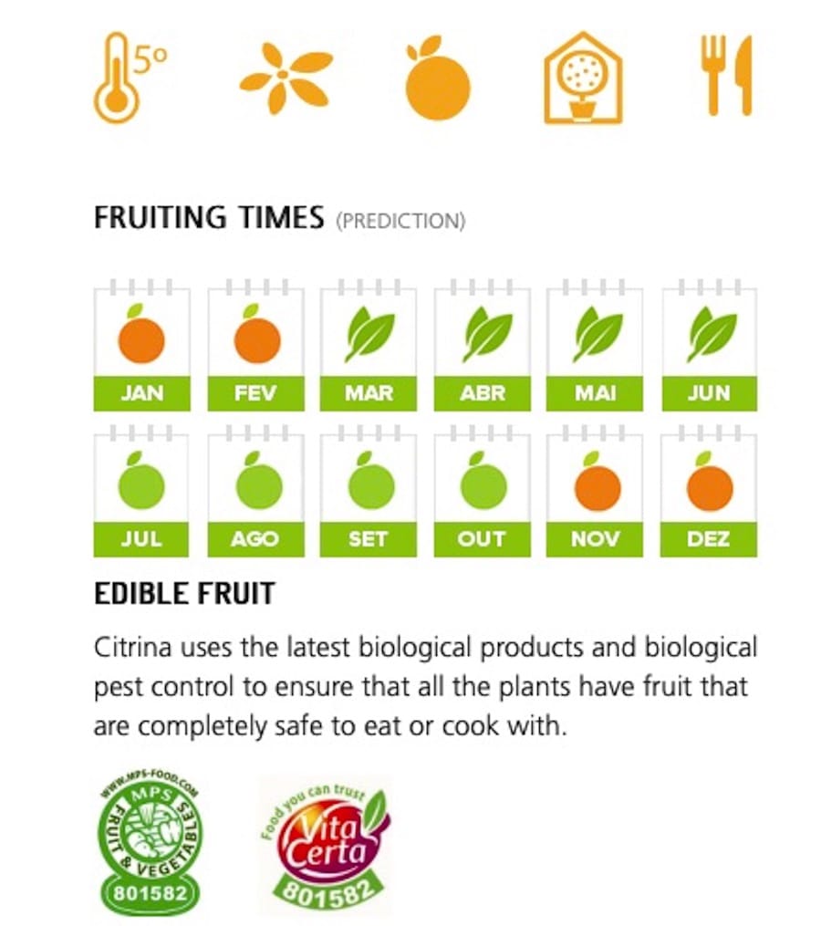 Citrus japonica - Kumquat Oksana Hindsii