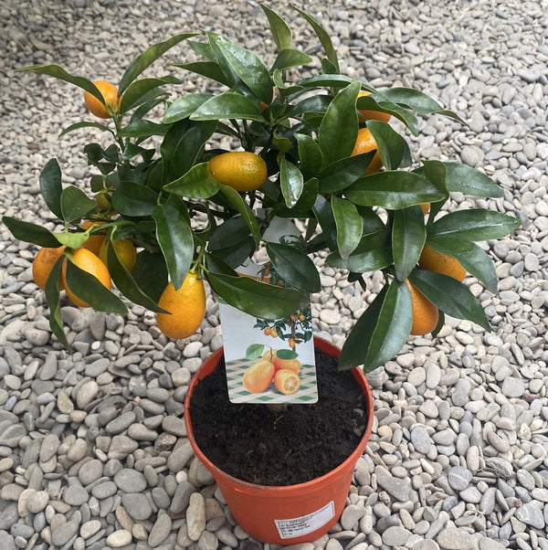Zitrus-Kumquat auf Bein mit Früchten H40 cm