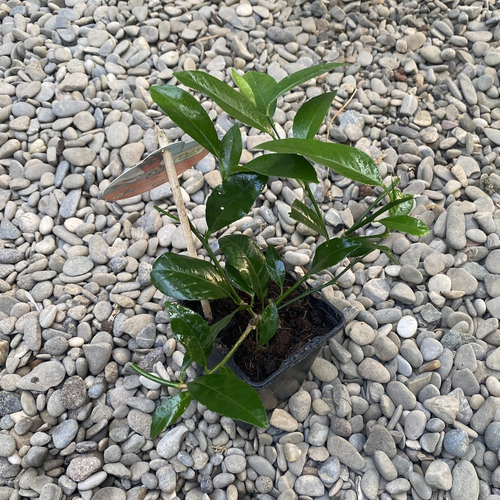 Citrus Kumquat Osha mini