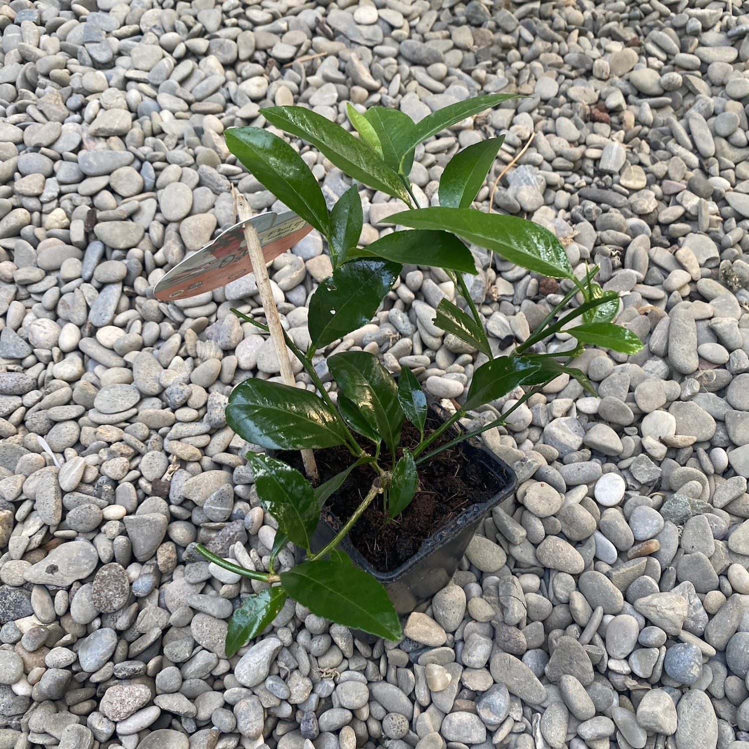 Citrus Kumquat Osha mini