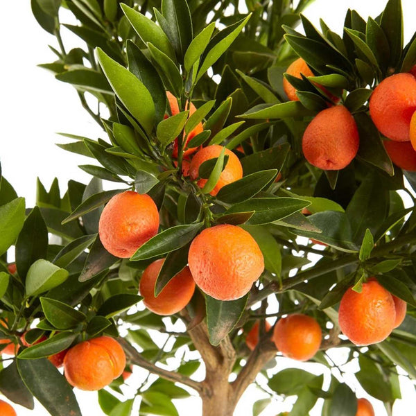 Citrus Kucle (Kumquat x Clementin)