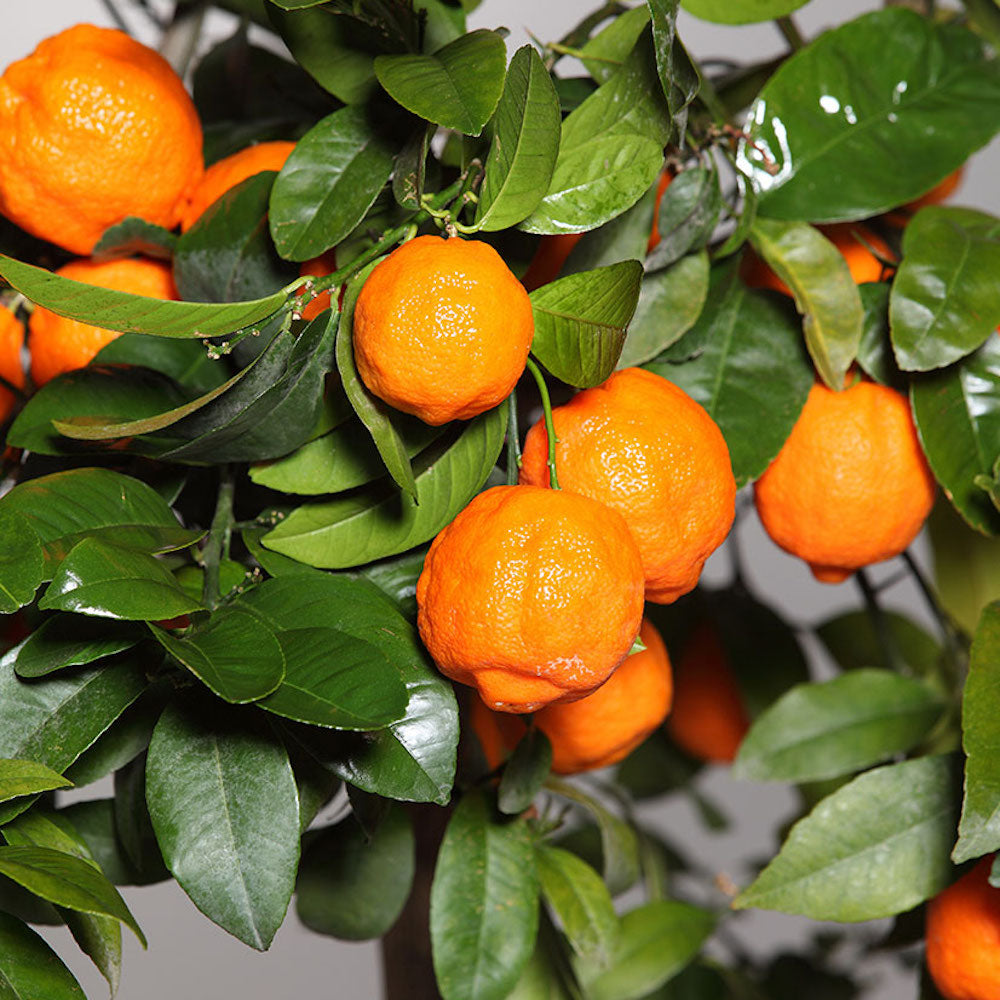 Citrus aurantifolia 'Red Lime'
