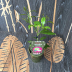 Citrus aurantifolia 'Lime Verde'