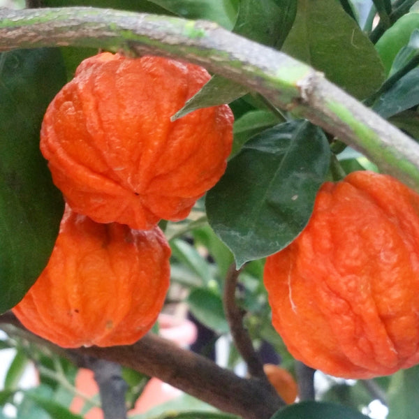 Citrus aurantium canaliculata (bitter orange, Citrus striata)
