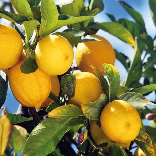 Lamai - Citrus limon 'Toscane' (Limone Toscano)