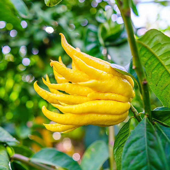 Citrus medica var. digitata (Hand of Buddha)