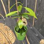 Citrus sinensis ‘Orangin’ (Fructicos orange) - exemplare tinere