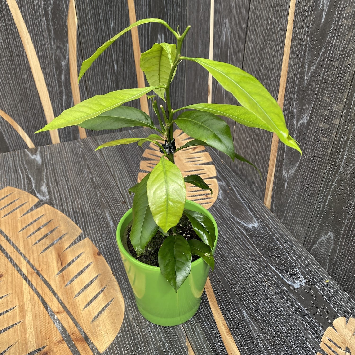 Citrus sinensis ‘Orangin’ (Fructicos orange) - exemplare tinere