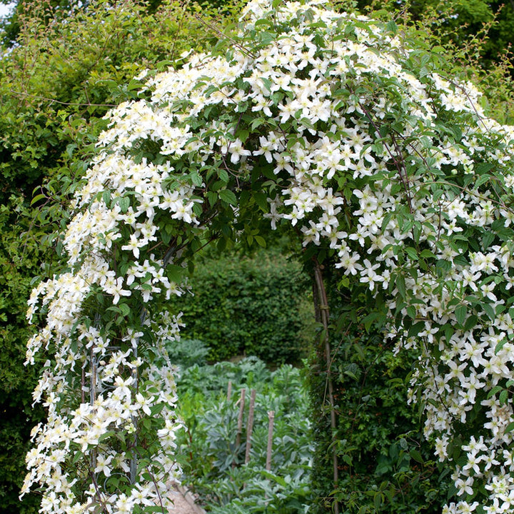 Clematis montana 'Wilsonii'