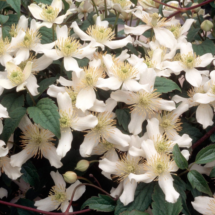 Clematis montana 'Wilsonii'