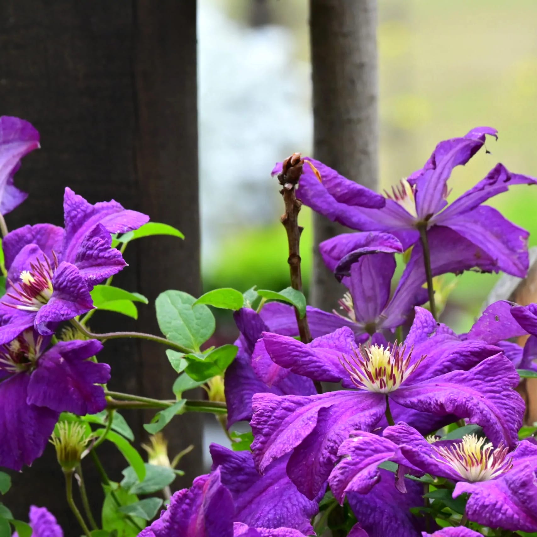 Clematis viticella 'Polish Spirit'