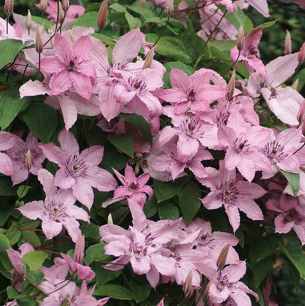 Clematis 'Hagley Hybrid'