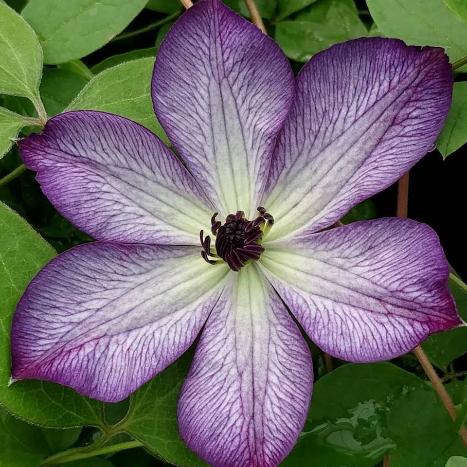 Clematis 'Super Nova'