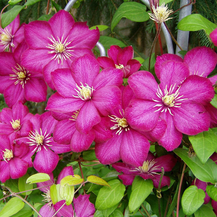 Clematite - Clematis 'Ville de Lyon'