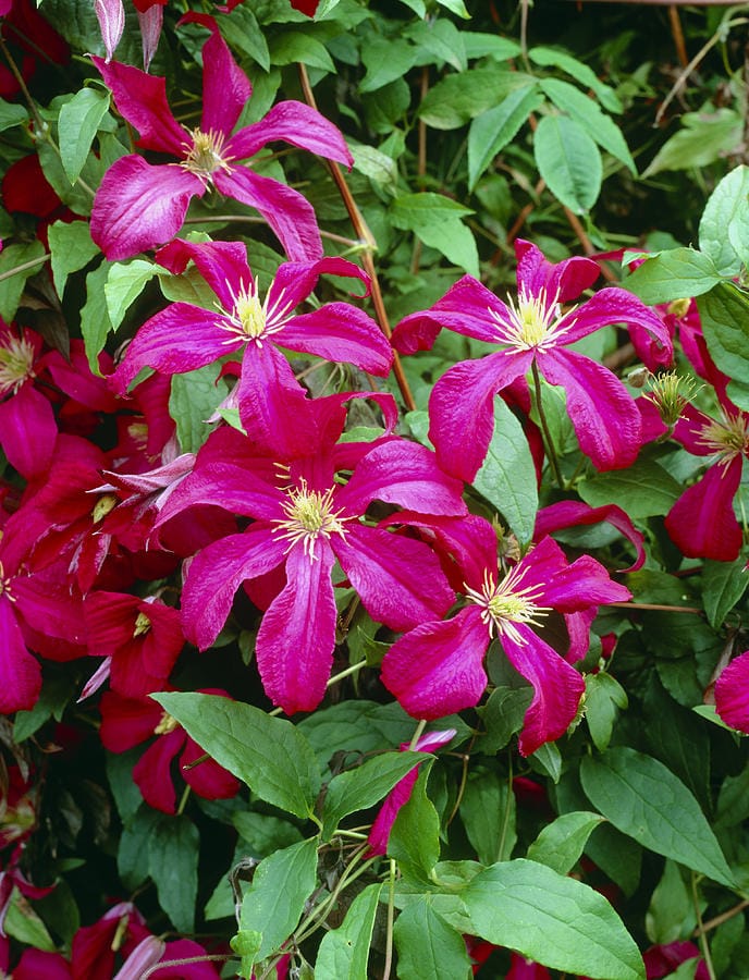 Clematis 'Voluceau' - Clematita cu flori mari