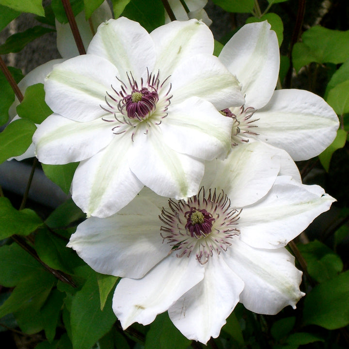 Clematite - Clematis 'Miss Bateman'