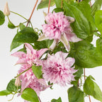 Clematis 'Multi Pink' - Clematis mit großen, doppelten, rosa Blüten (Früh große Blütengruppe)