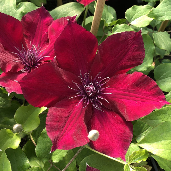 Clematis 'Nubia'