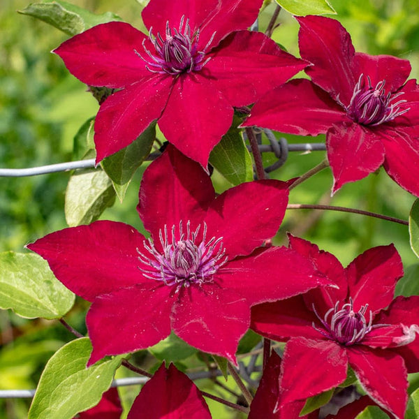 Clematis 'Nubia' with XL flower