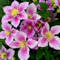 Clematis - Clematis 'Piilu' (Frühblühende Großblumige Gruppe)