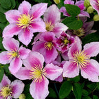 Clematite - Clematis 'Piilu' (Early Large-flowered Group)
