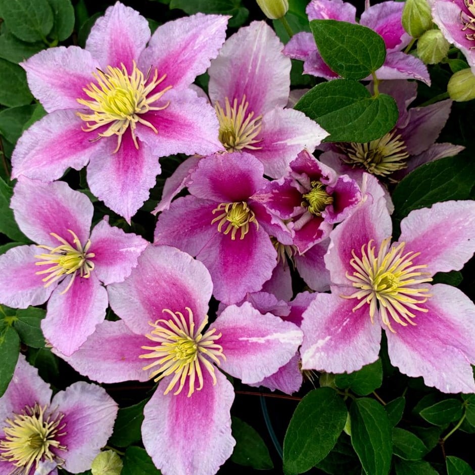 Clematite - Clematis 'Piilu' (Early Large-flowered Group)