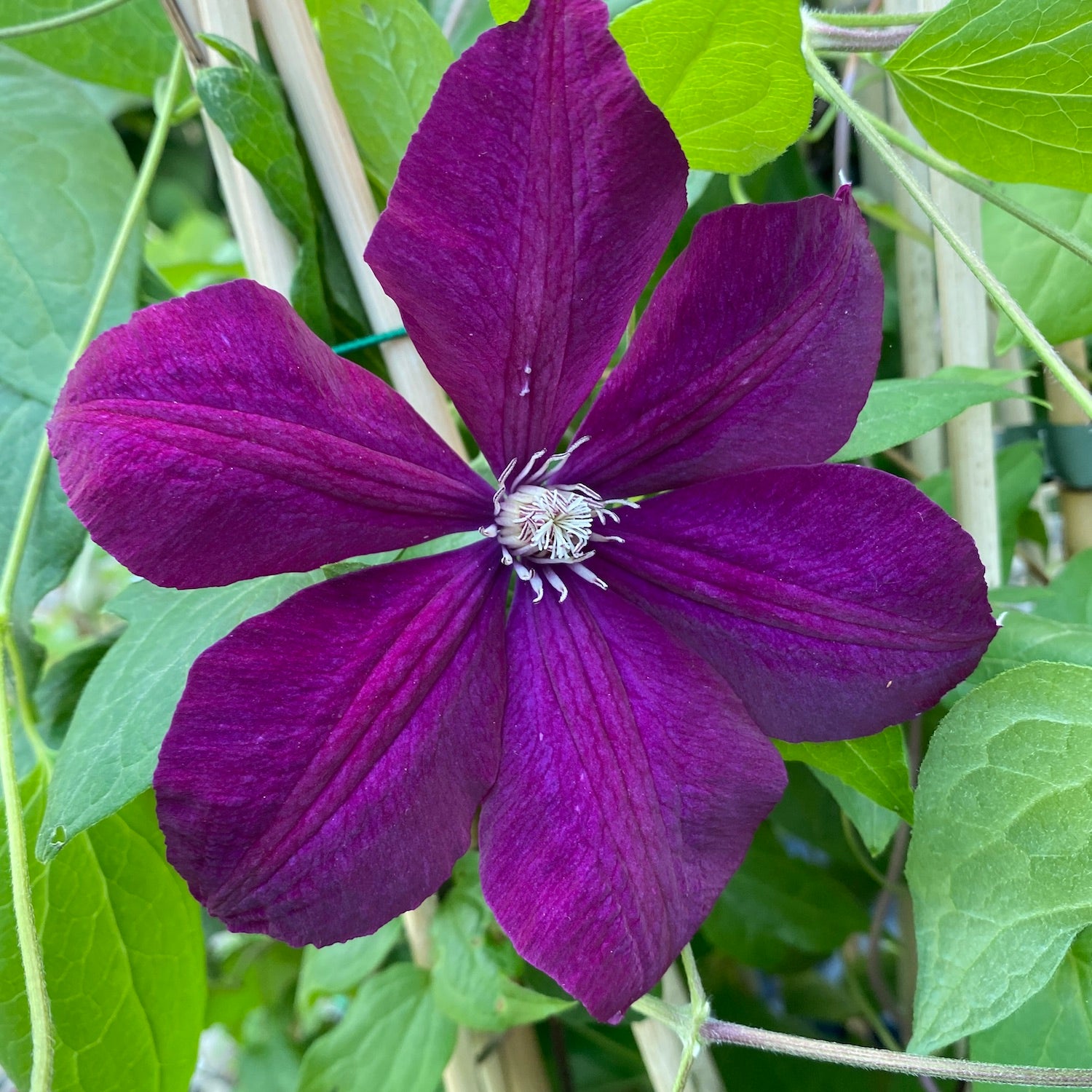 Clematis 'Voluceau' - Clematita cu flori mari