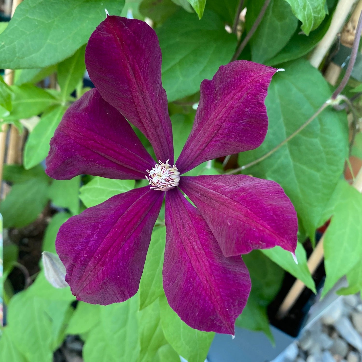 Clematis 'Voluceau' - Clematita cu flori mari