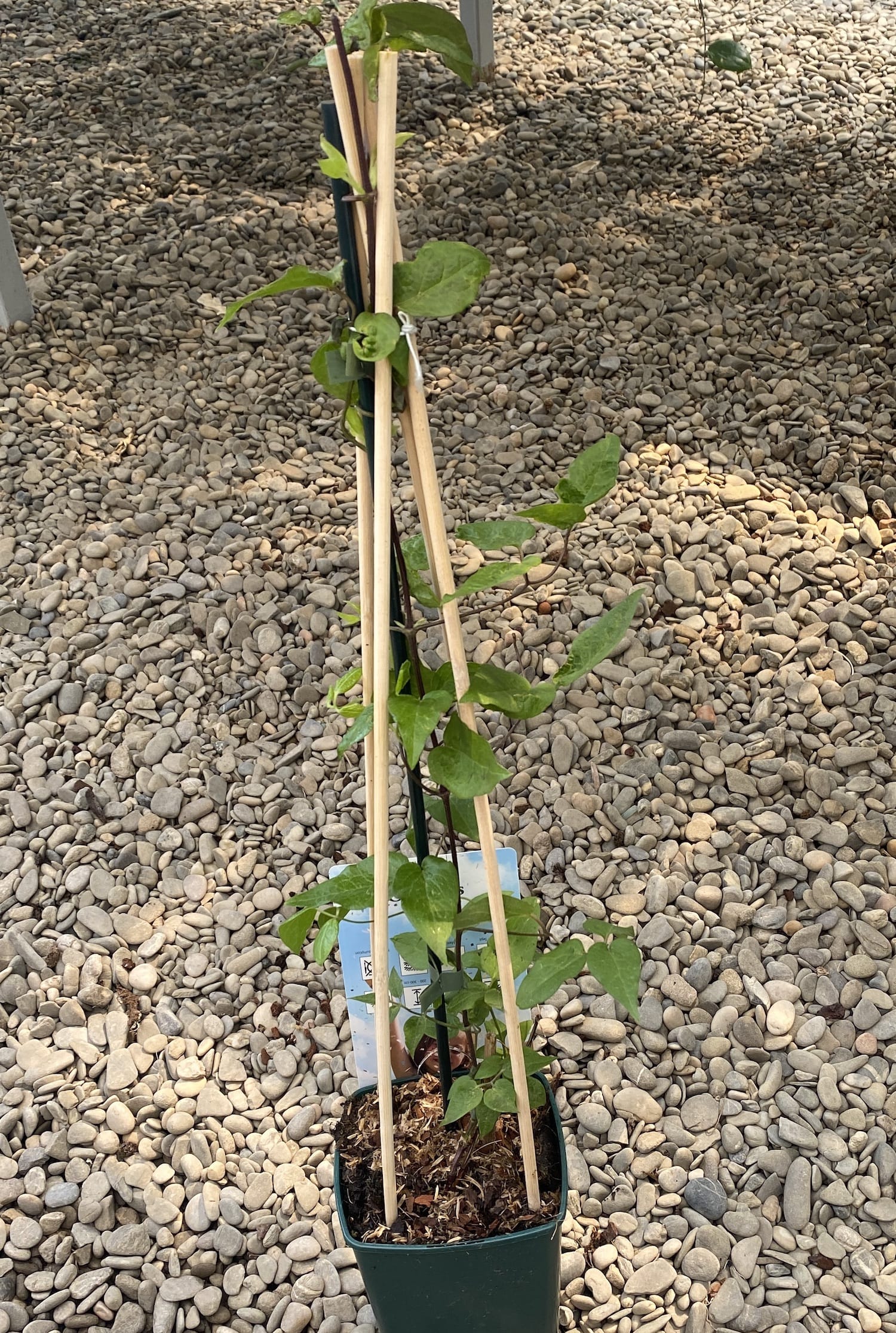 Clematis 'Voluceau' - Clematita cu flori mari