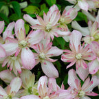 Clematis montana 'Marjorie'