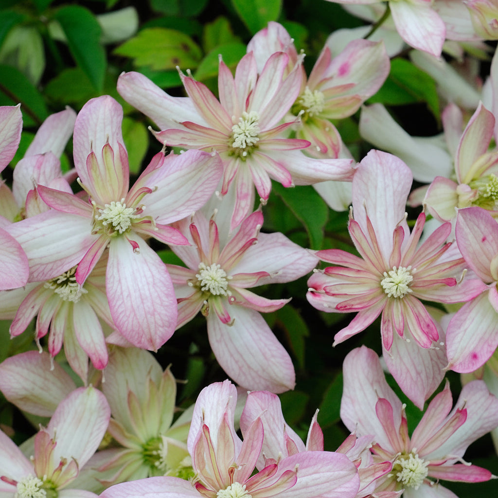 Clematis montana 'Marjorie'