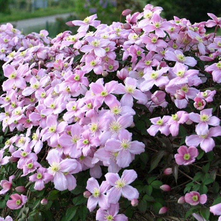 Clematis montana 'Tetrarose'