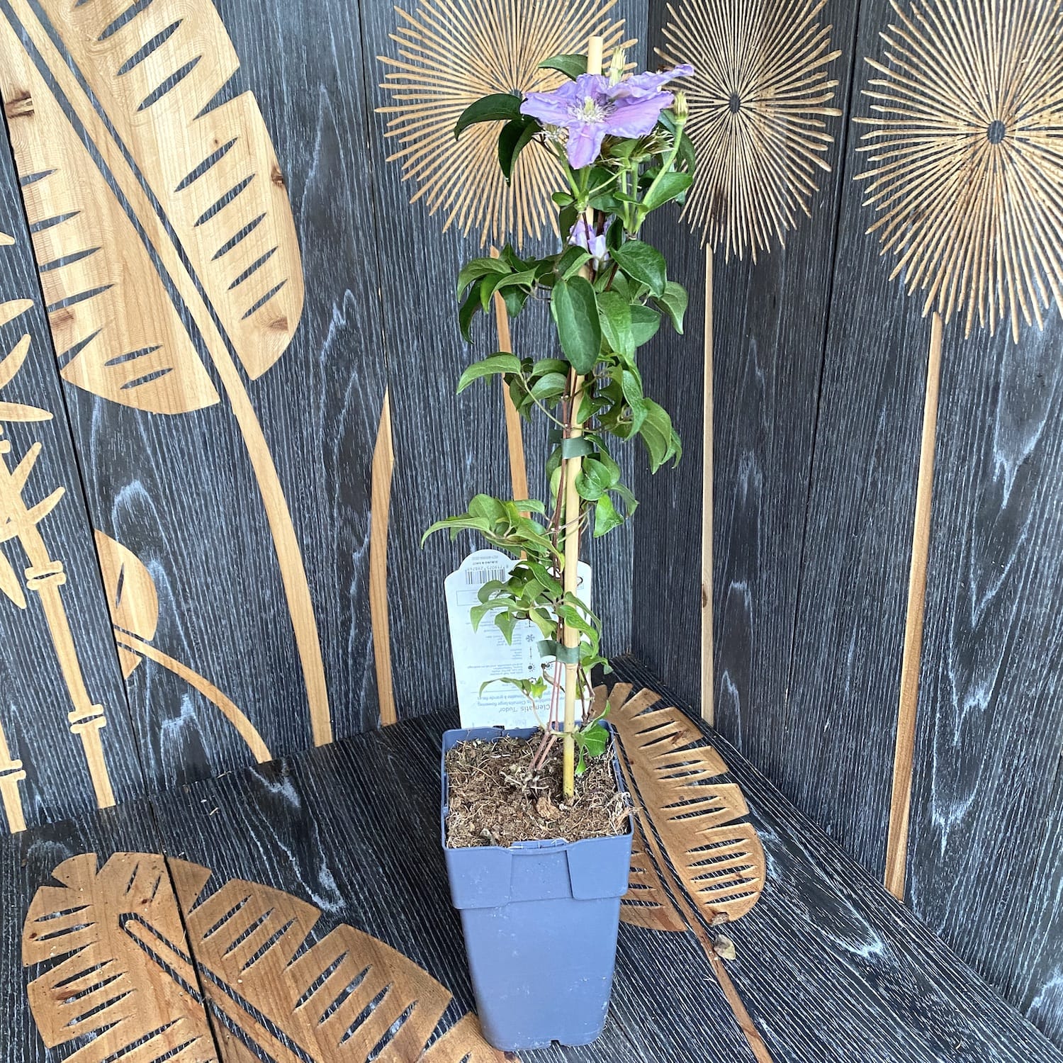 Clematite - Clematis Tudor