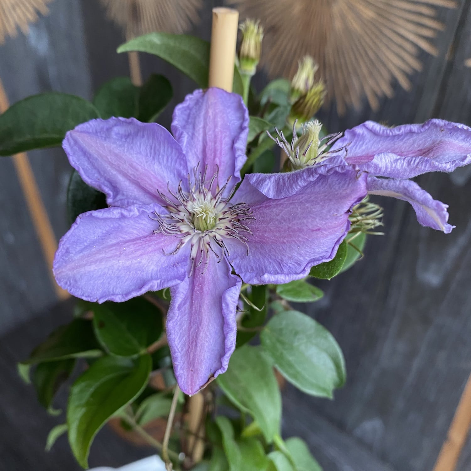 Clematite - Clematis Tudor