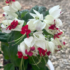 Clerodendrum Thomsoniae (Sangerarea Inimii) 2-3 plante/ghiveci