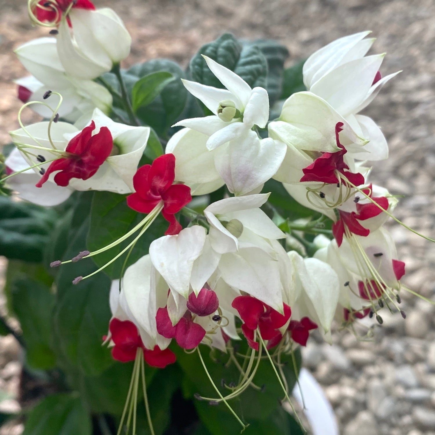 Clerodendrum Thomsoniae (Sangerarea Inimii) 2-3 plante/ghiveci