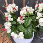 Clerodendrum Thomsoniae (Sangerarea Inimii) 2-3 plante/ghiveci