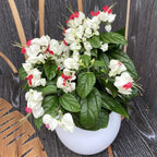 Clerodendrum Thomsoniae (Sangerarea Inimii) 2-3 plante/ghiveci