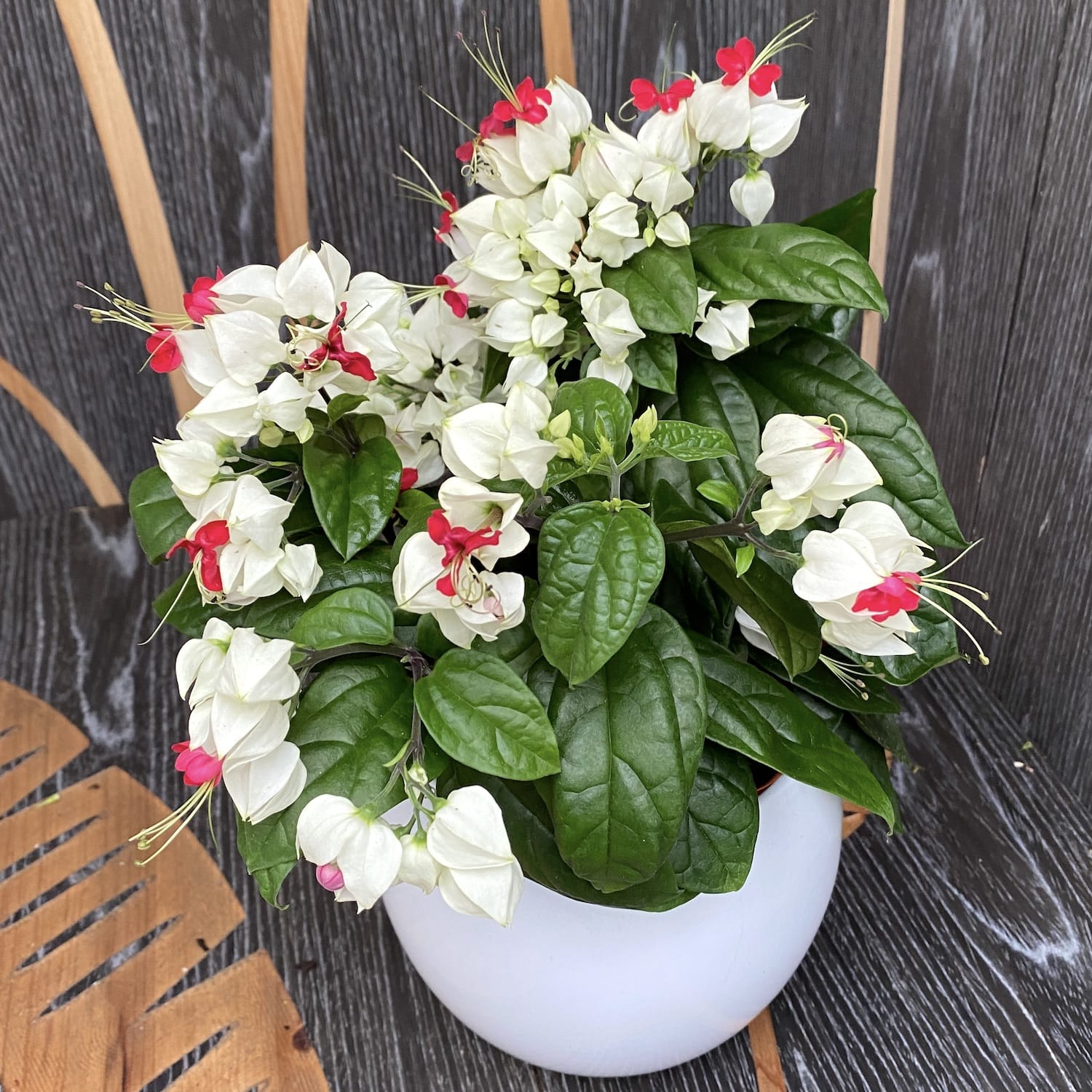 Clerodendrum Thomsoniae (Sangerarea Inimii) 2-3 plante/ghiveci