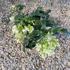 Clerodendrum Wallichii Prospero - The Tree of Happiness